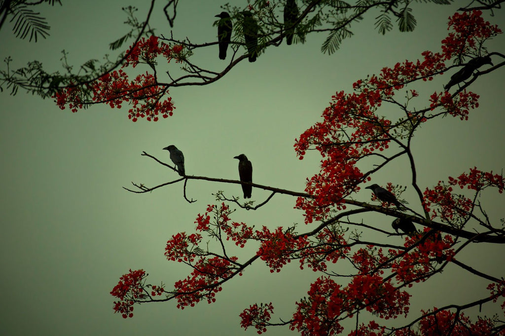 Birds of Paradise